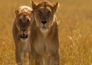 African Cats - Il regno del coraggio: foto e trailer italiano