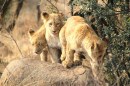 African Safari 3D - foto e poster del documentario narrato da Pino Insegno