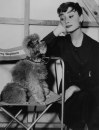 Audrey Hepburn sul set con cane, 1 gennaio 1960