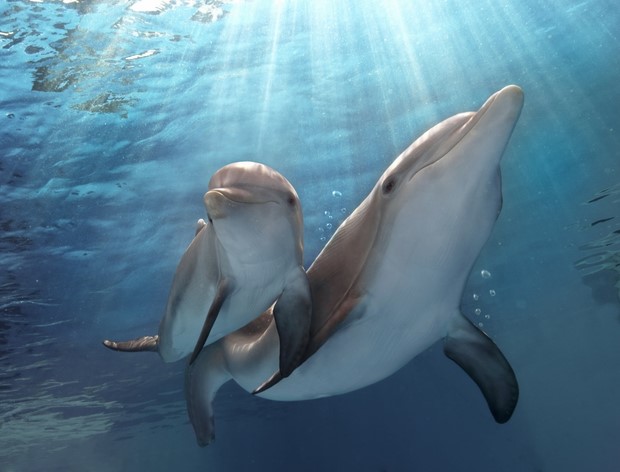 L'incredibile storia di Winter il delfino 2 la colonna sonora ufficiale (2)