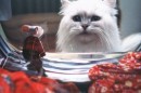 Film con i Gatti: i 10 preferiti di Cineblog