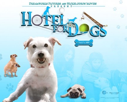 hotel bau hotel for dogs