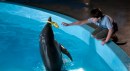 L’incredibile storia di Winter il delfino - le foto e la locandina italiana