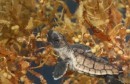 L'incredibile viaggio della tartaruga: foto e locandine